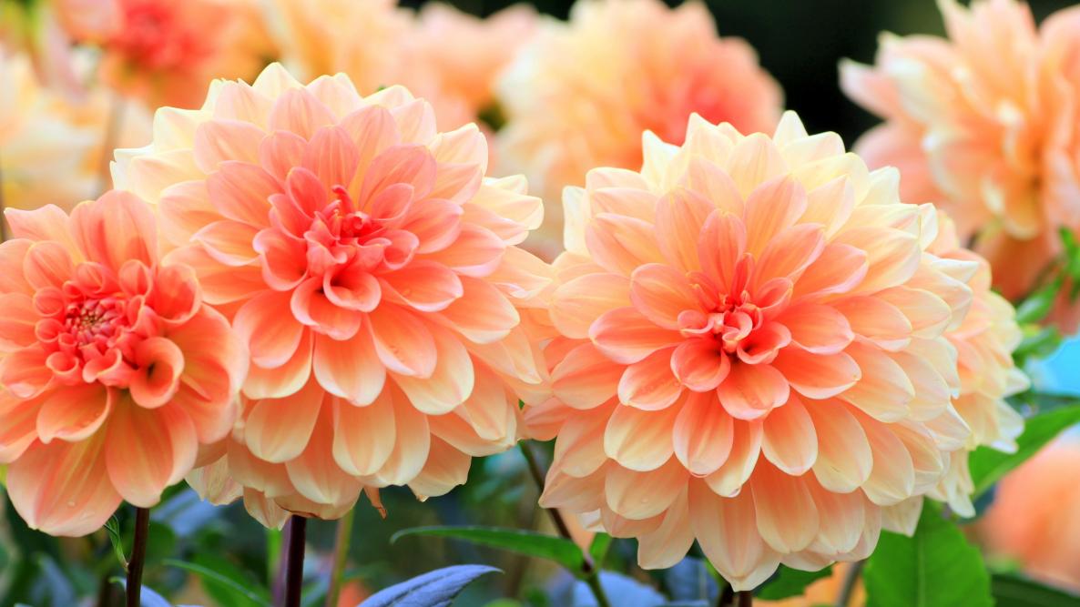 Welcome to Your Summer Garden Haven: All About Dahlias! 🌸