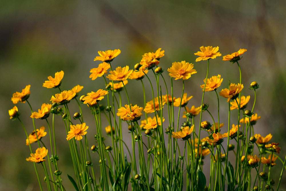 Late Summer Superstar: How to Care for Coreopsis and Keep Them Blooming 🌼