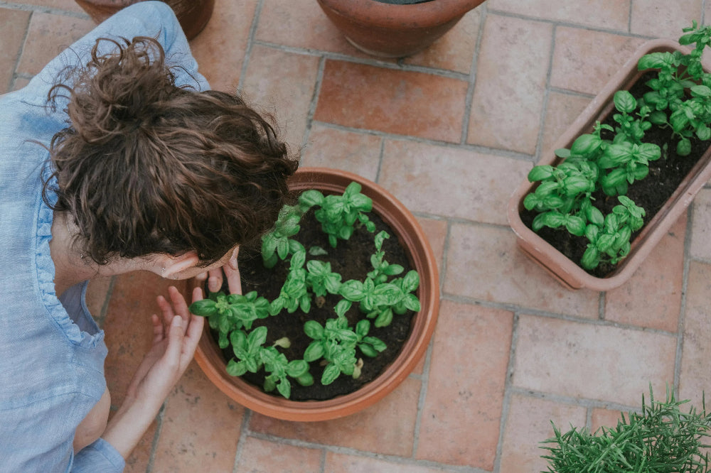 Embrace the Summer Flavor: A Guide to Growing Basil in Your Garden 🌿☀️