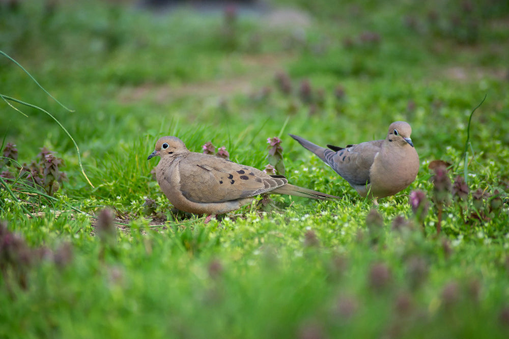 Fall Backyard Wildlife Care: How to Attract and Protect Wildlife This Autumn and Winter 🦔🍁🐦